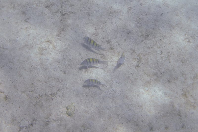 DSC00016