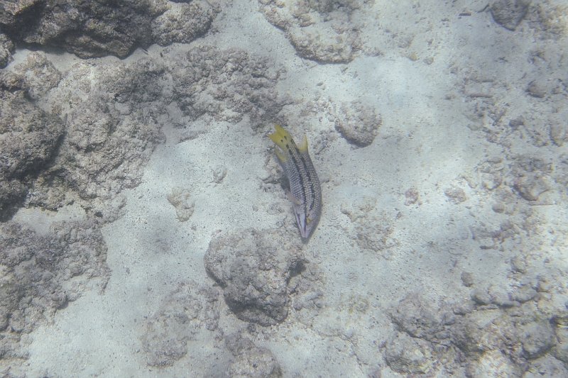 DSC00018