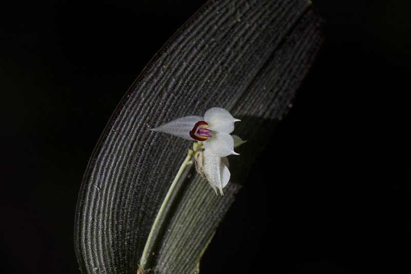 FL6A0721