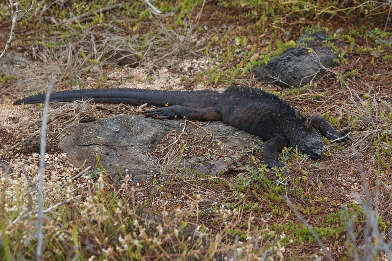 FL6A0929