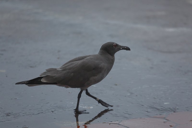 FL6A0955