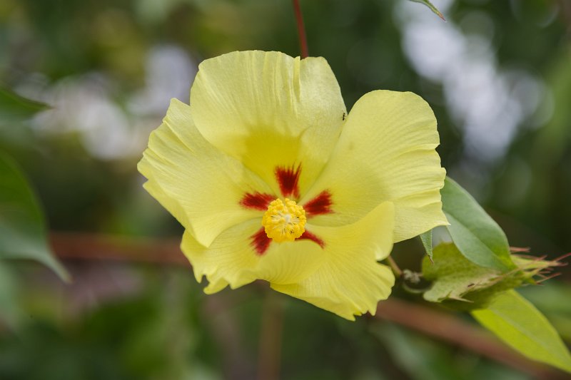 FL6A1005