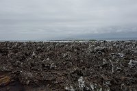 DSC01594