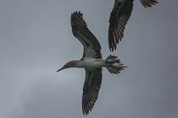 FL6A0958